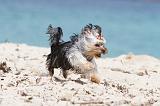 YORKSHIRE TERRIER 111